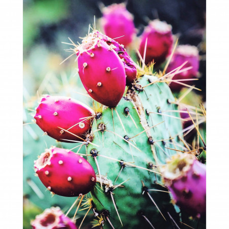 Figue de barbarie (fruit du cactus) par RoseBaie